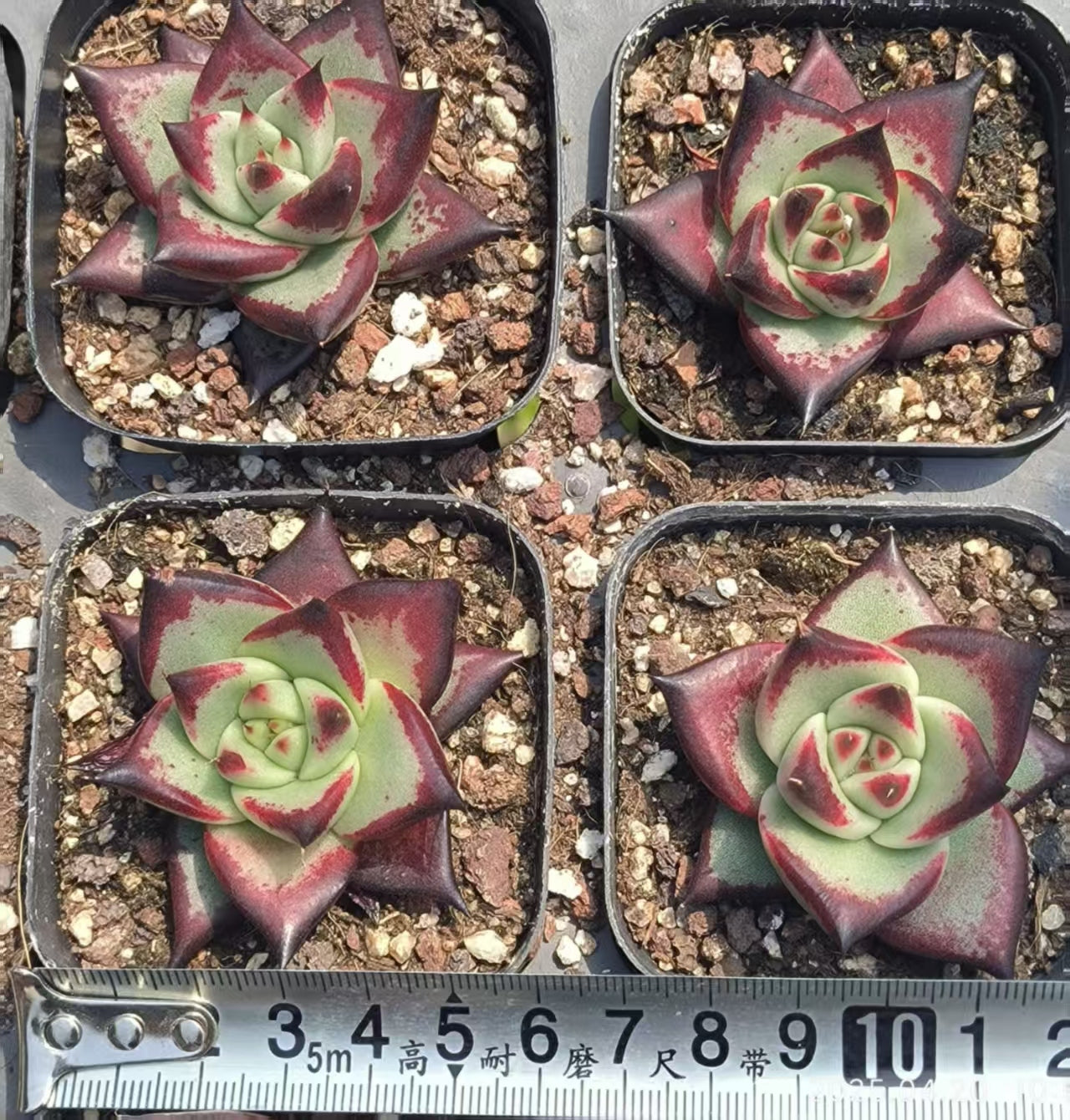 HC086 エボニー（6.5 cm pot）