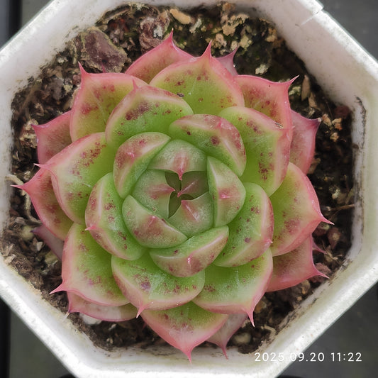 DQ176 マルガン x サックヤング（7cm pot）