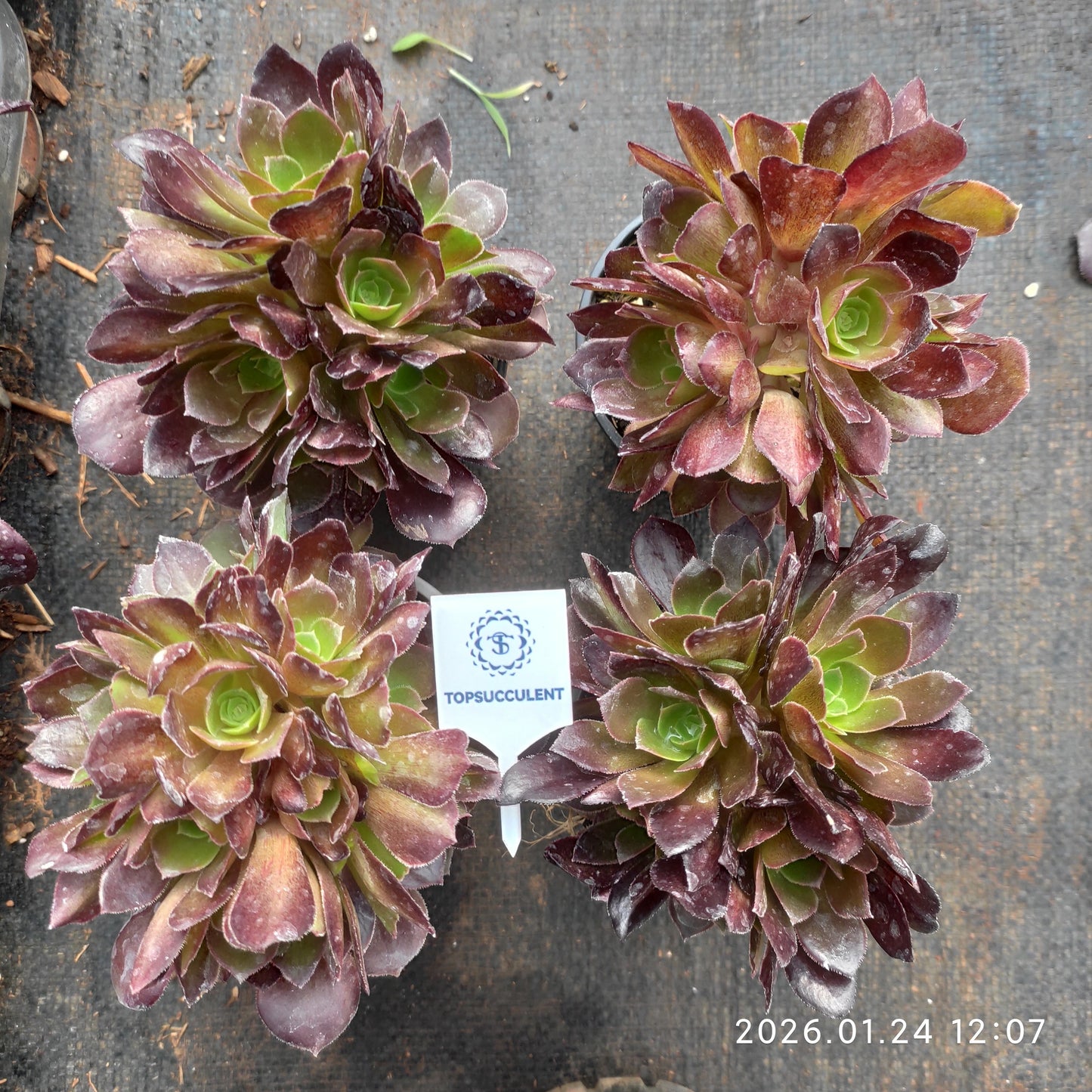 25484 ダッチ ローズ