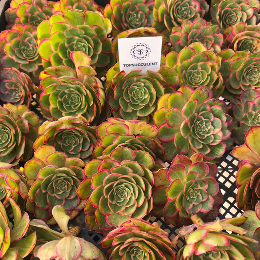 22985 ジェイド　ルックス（カット苗）（8cm pot）