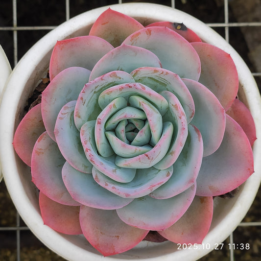 ZAJ035 ブレランド(18cm pot)