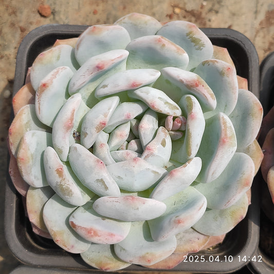 NGN270 モンロー(10cm pot)