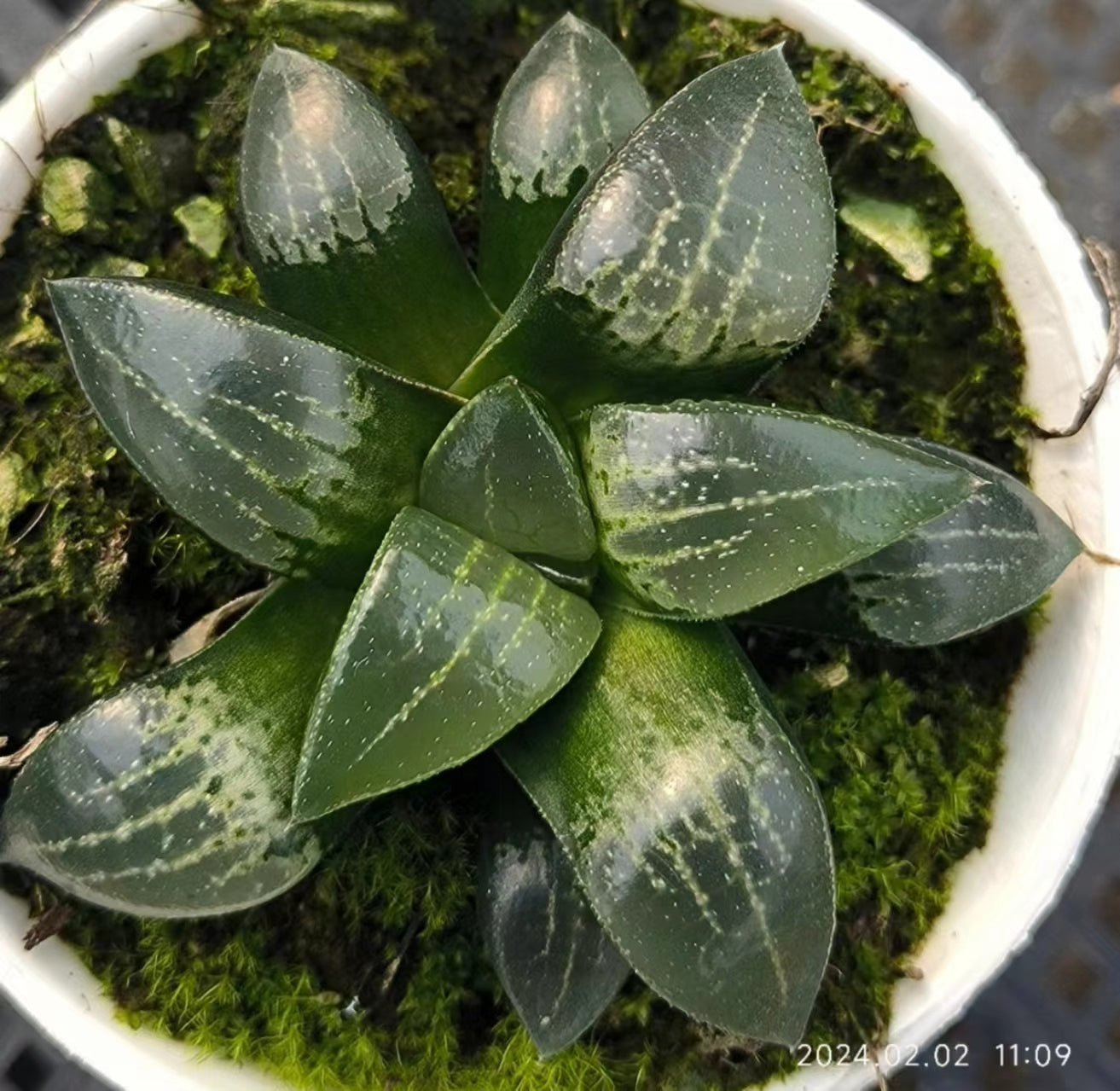 7413 黒武山クロタケャマ