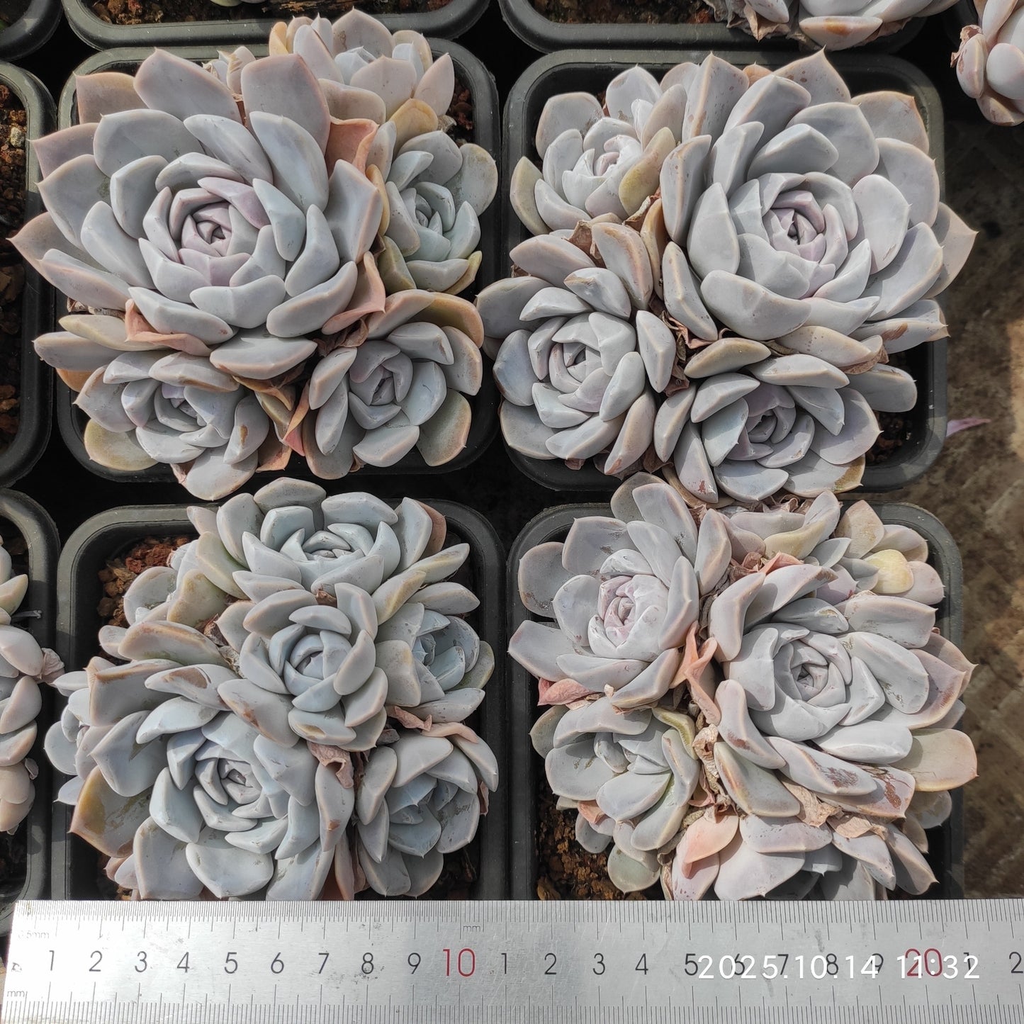 21536 タイニーバーガー（12cm pot）