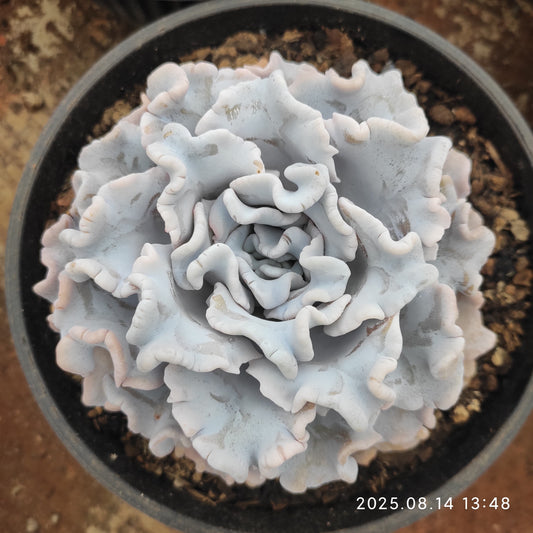 ZX232 クリスペートビューティ（18cm pot）