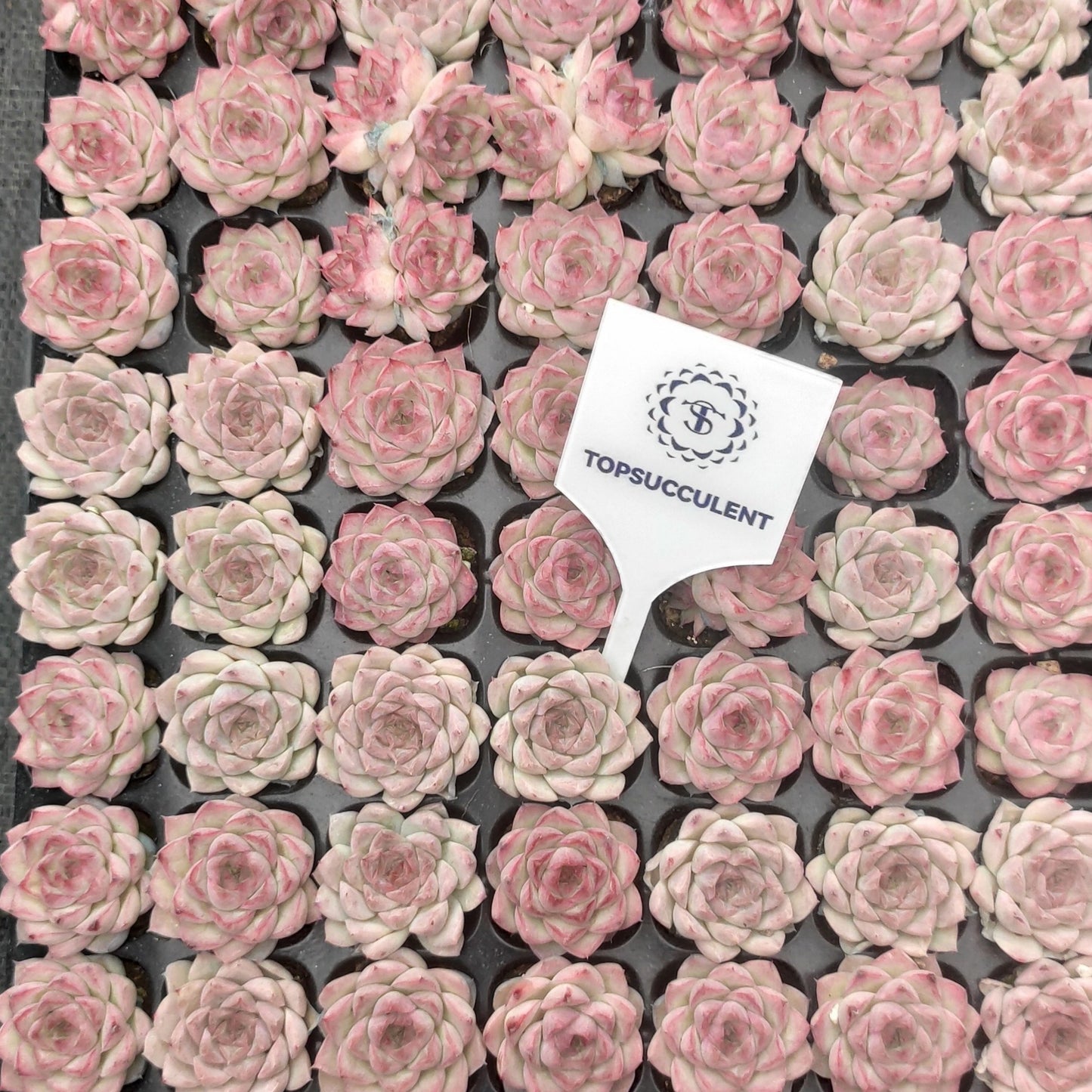 22136  クイーンオブピーチ（3cm pot）（ポット苗）