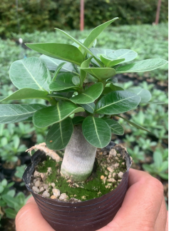 FGY037 アデニウム アラビカム (2cm pot)葉がなし