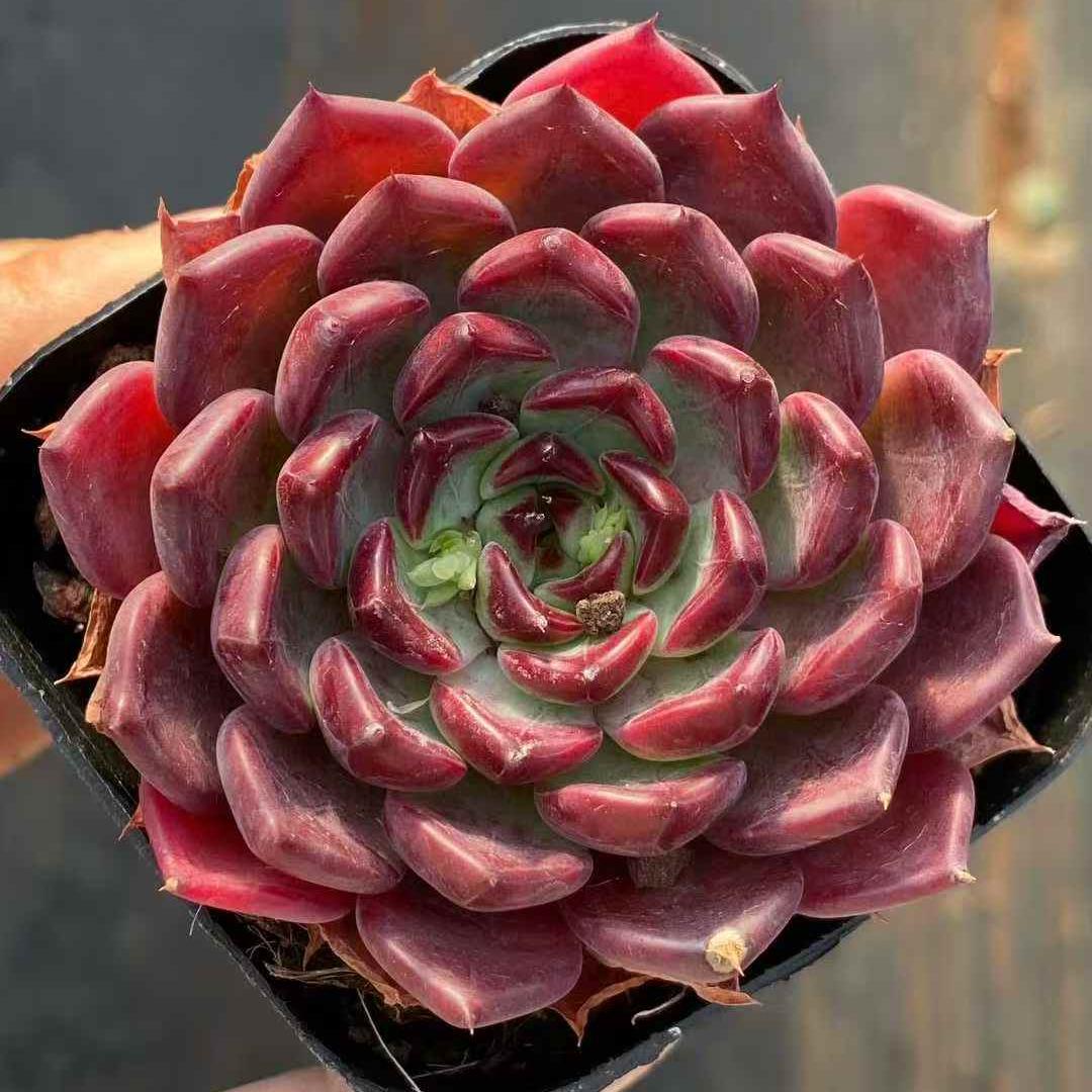 23545 ブラックナイト（6.5cm pot）