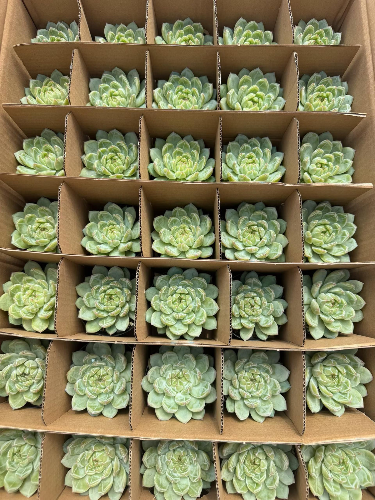 20855 スノーフレーク　ジェニー