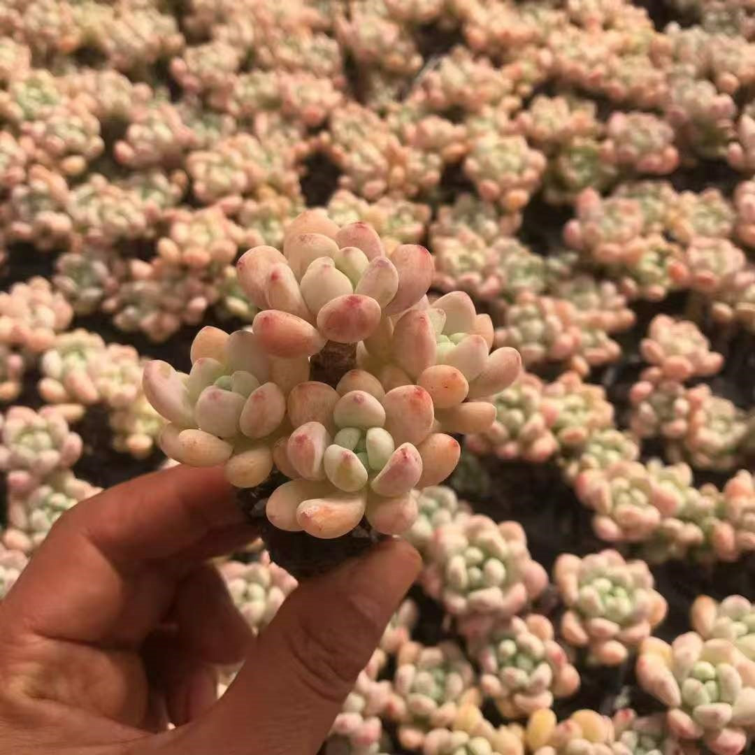 22229  クラバタム（3cm pot）（ポット苗）