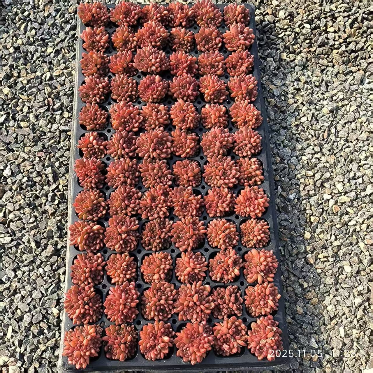 220715 ピンクルビー（3cm pot）（ポット苗）