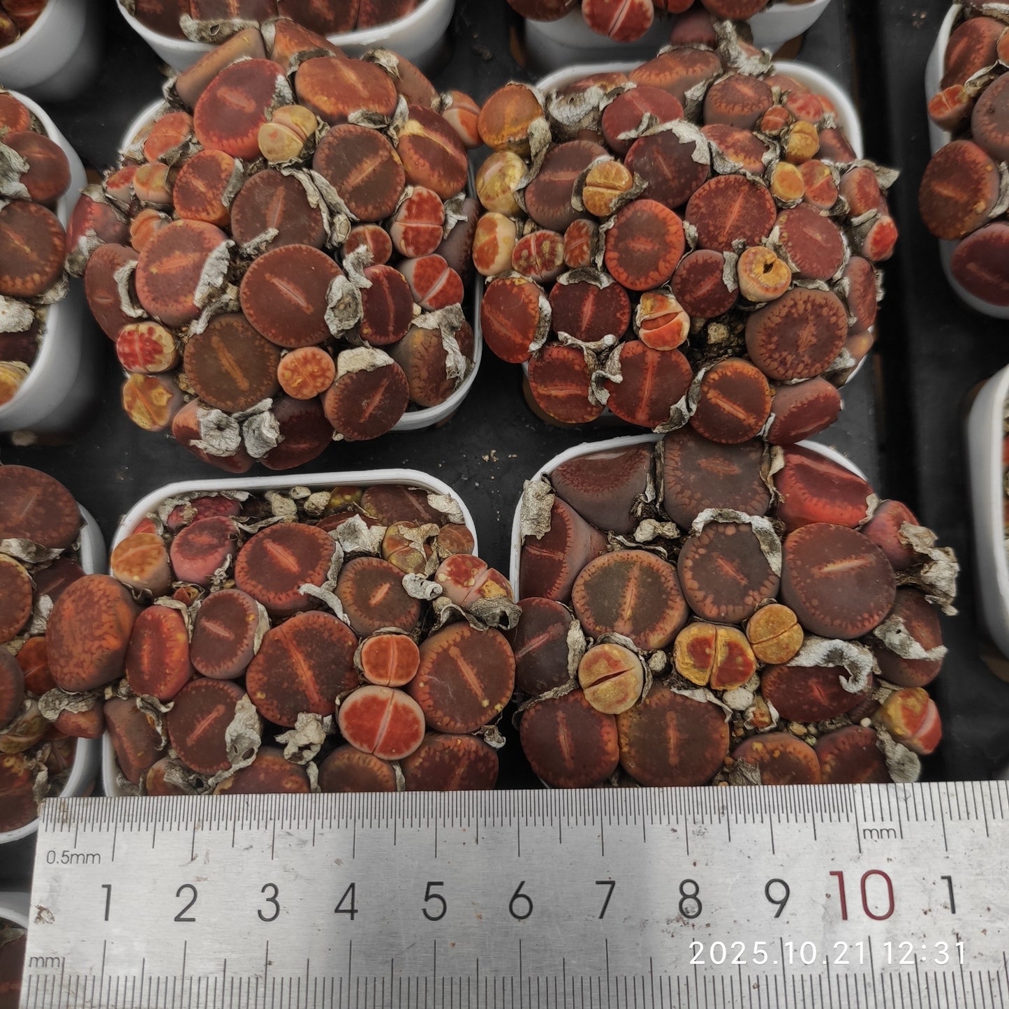 MMY1320-POT 日輪玉（5.5cm pot）