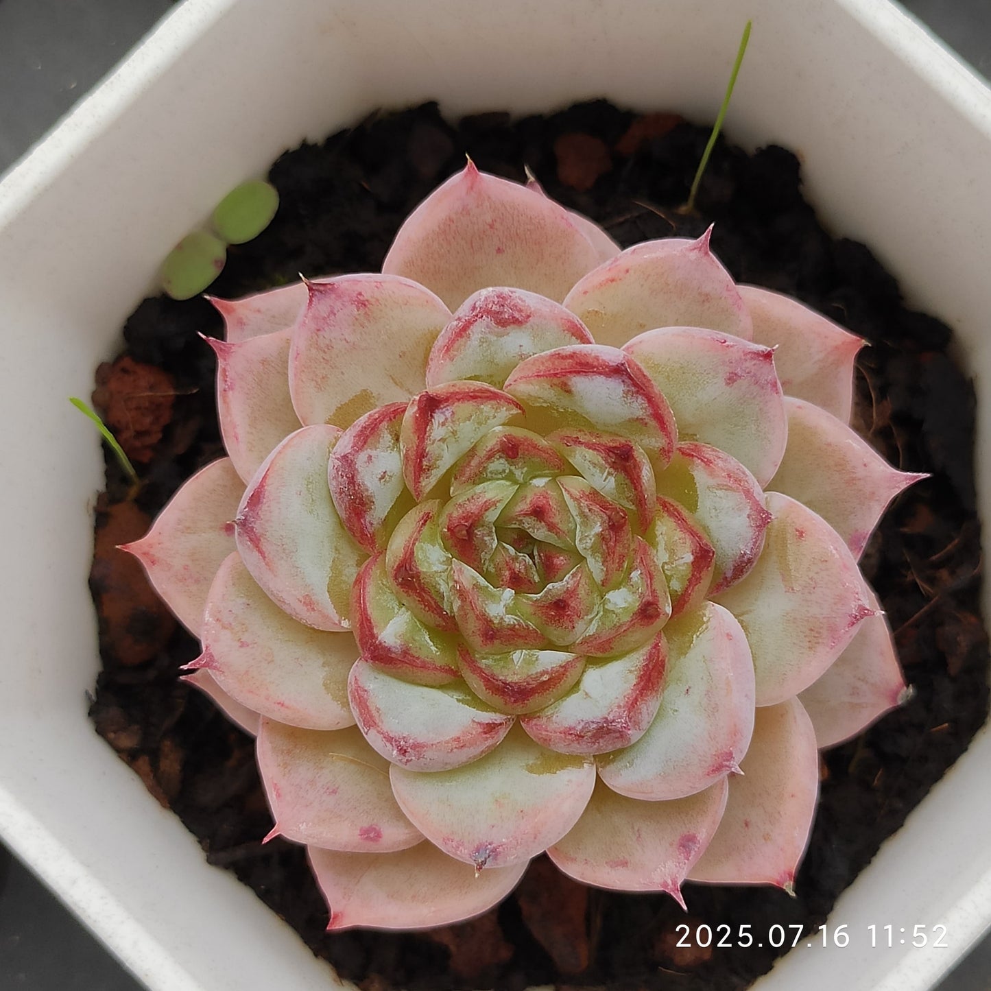 YBB090 レッドベルベット(7cm pot)