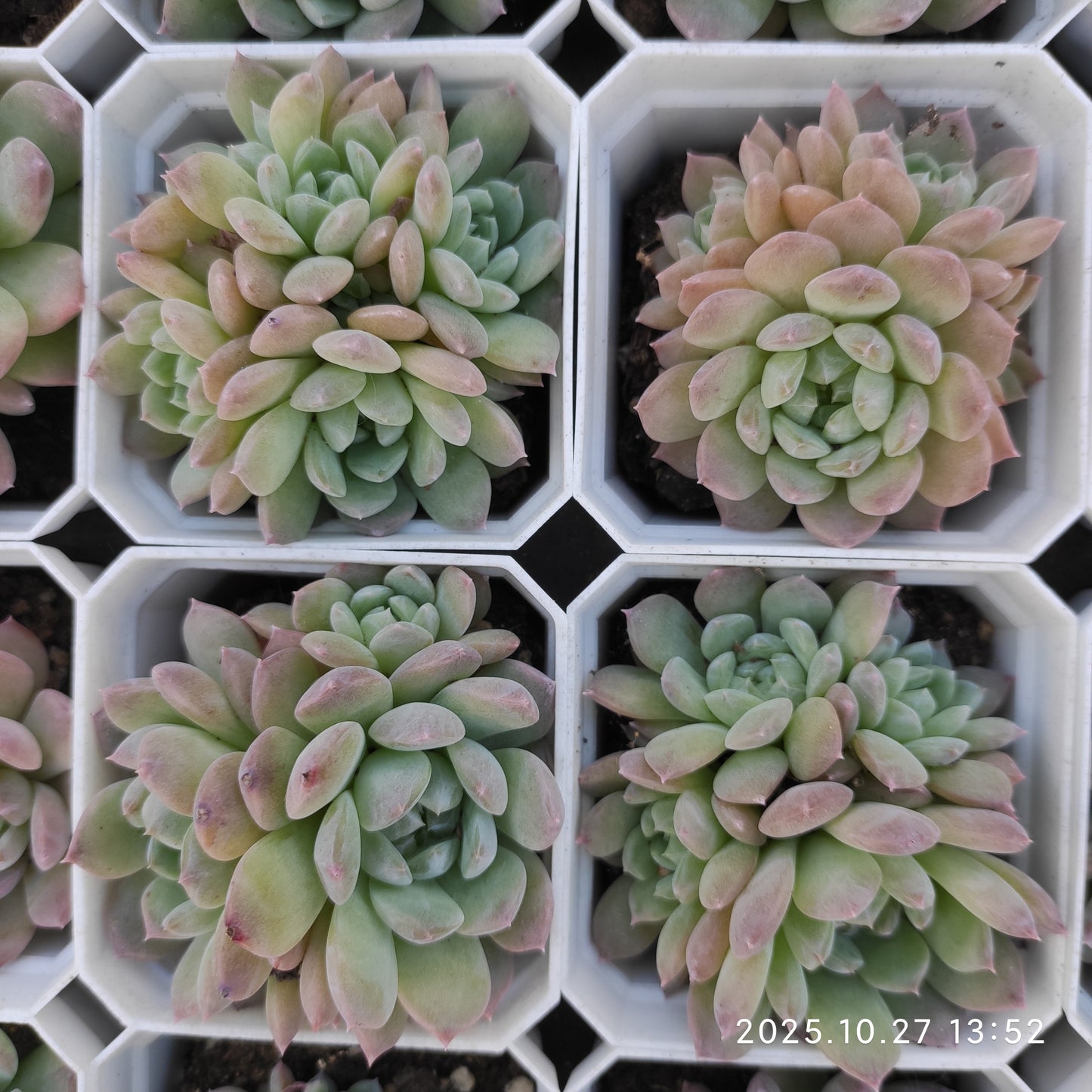 21776 ジェニーHyb（7cm pot）