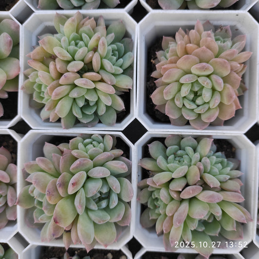 21776 ジェニーHyb（7cm pot）