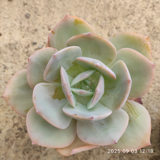 ZZA305 ホワイトフェニックス（12cm pot）