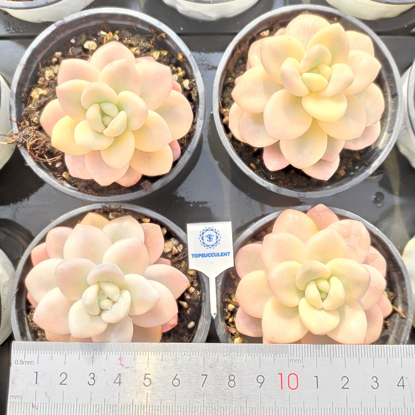 24515 レジェンド錦