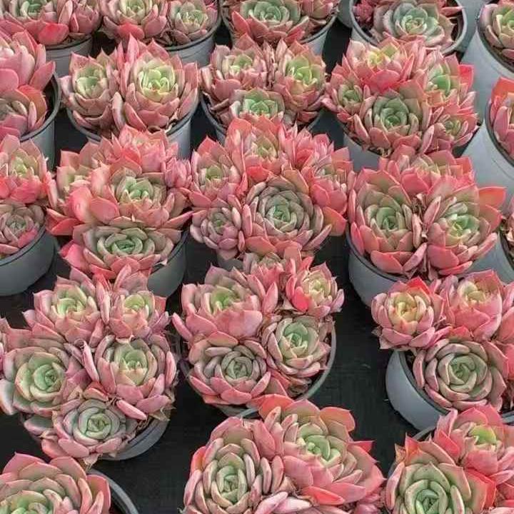 261001 スウィーツプリンセス