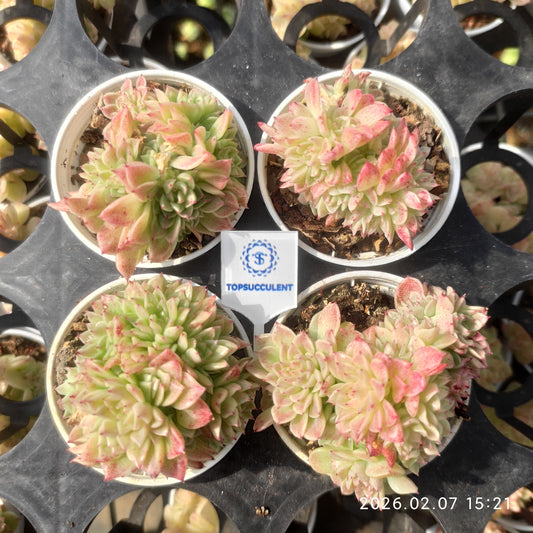 22865 マルギャンHyb