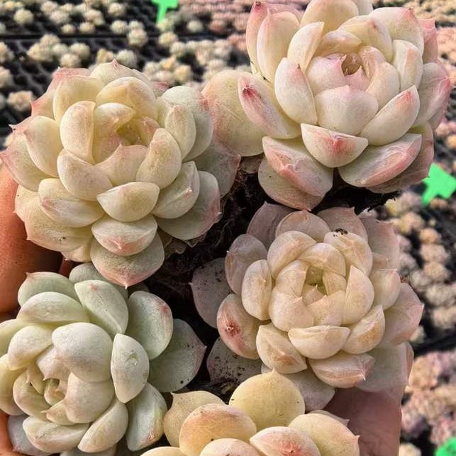 23471 キャンディー　ハートHyb（3cm pot）