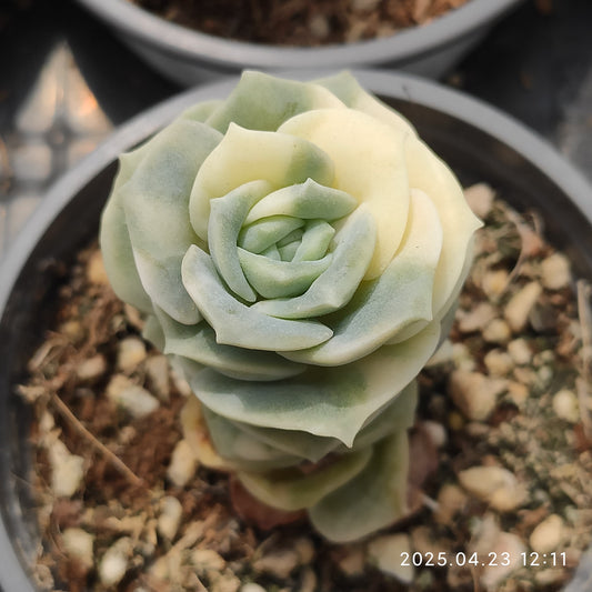 ON442 ラブリーローズ錦（5cm pot）