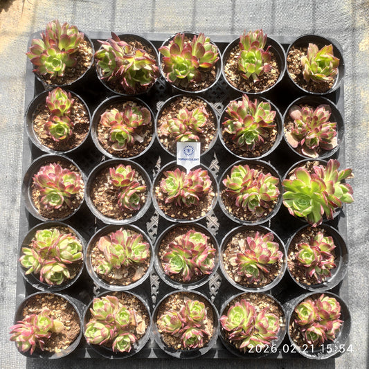 25889 カロフル　ランターンズ