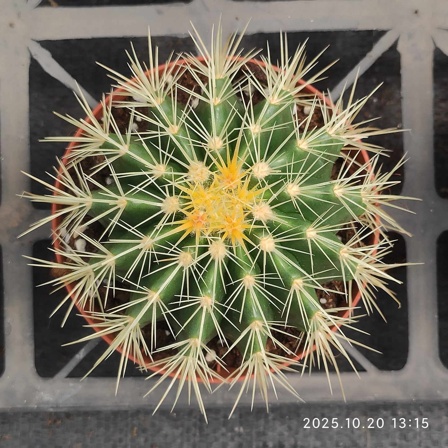 ZXX612 金鯱 （9cm pot）