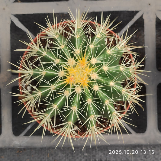 ZXX612 金鯱 （9cm pot）