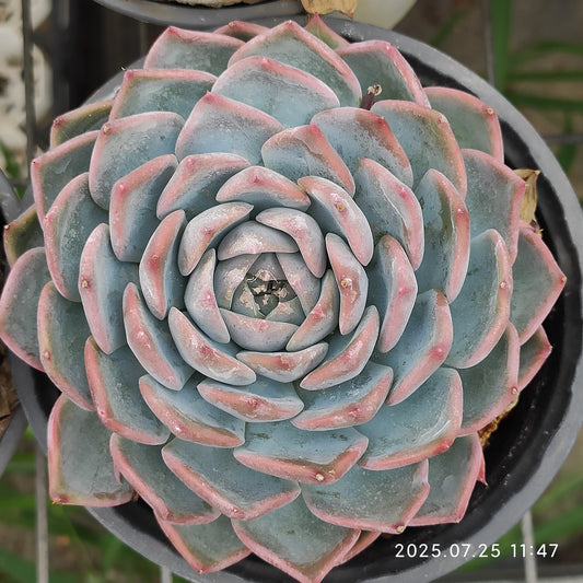 NGN288 パイレーツ/海賊（12cm pot）
