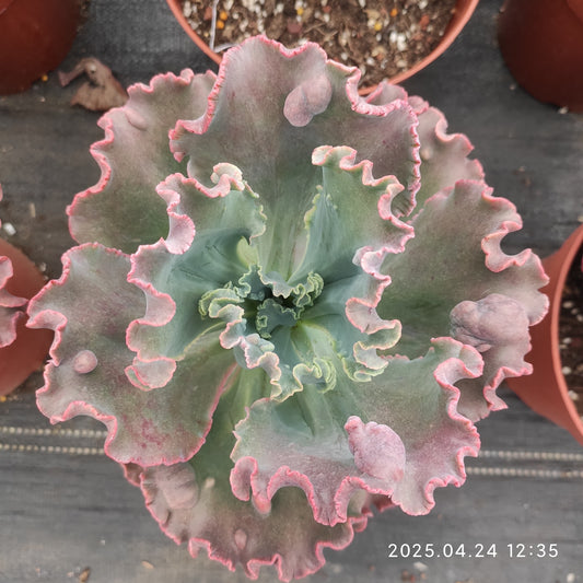 ZXX634 バロンボールド （16cm pot）
