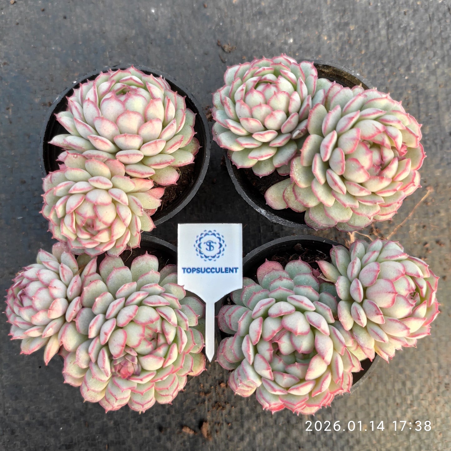 24774 グロブローサ