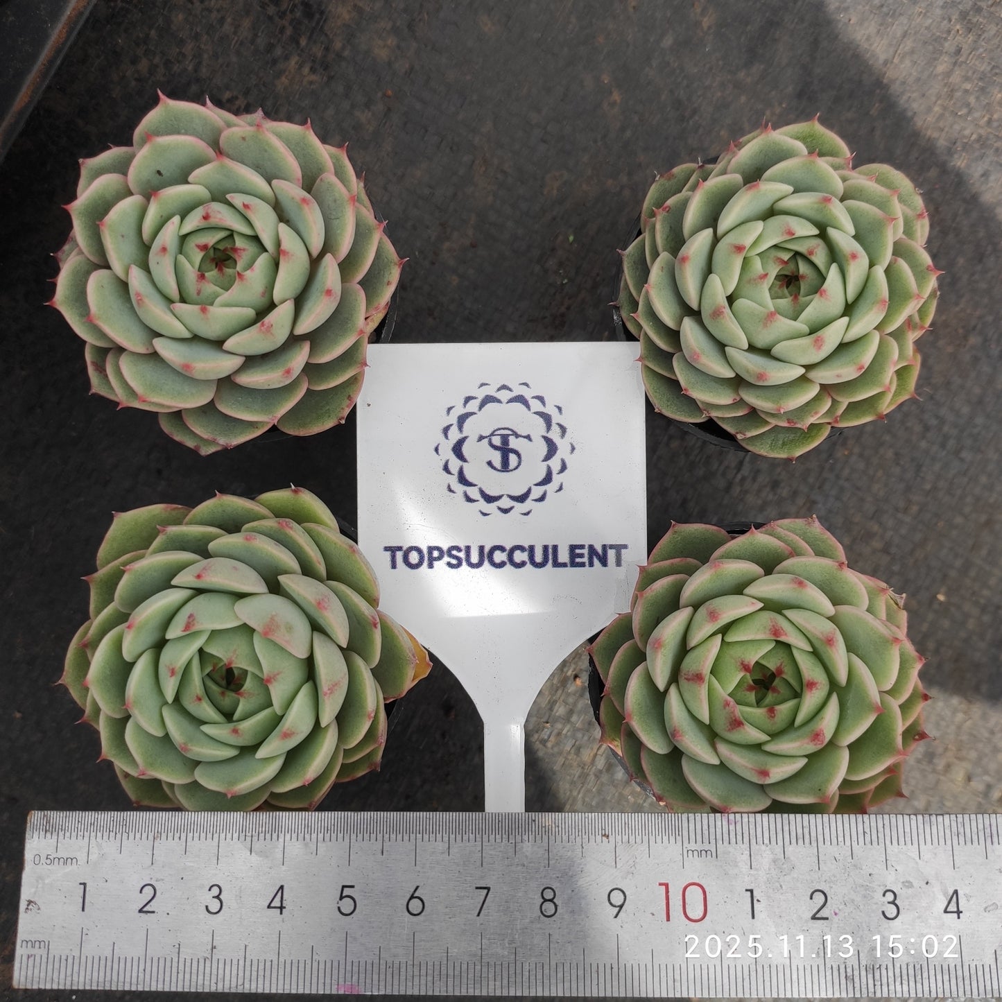 12445 ベンバディス（5.5cm pot）