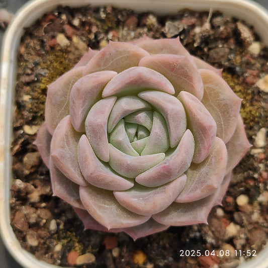 WWA338 ピュアラブ （7cm pot）