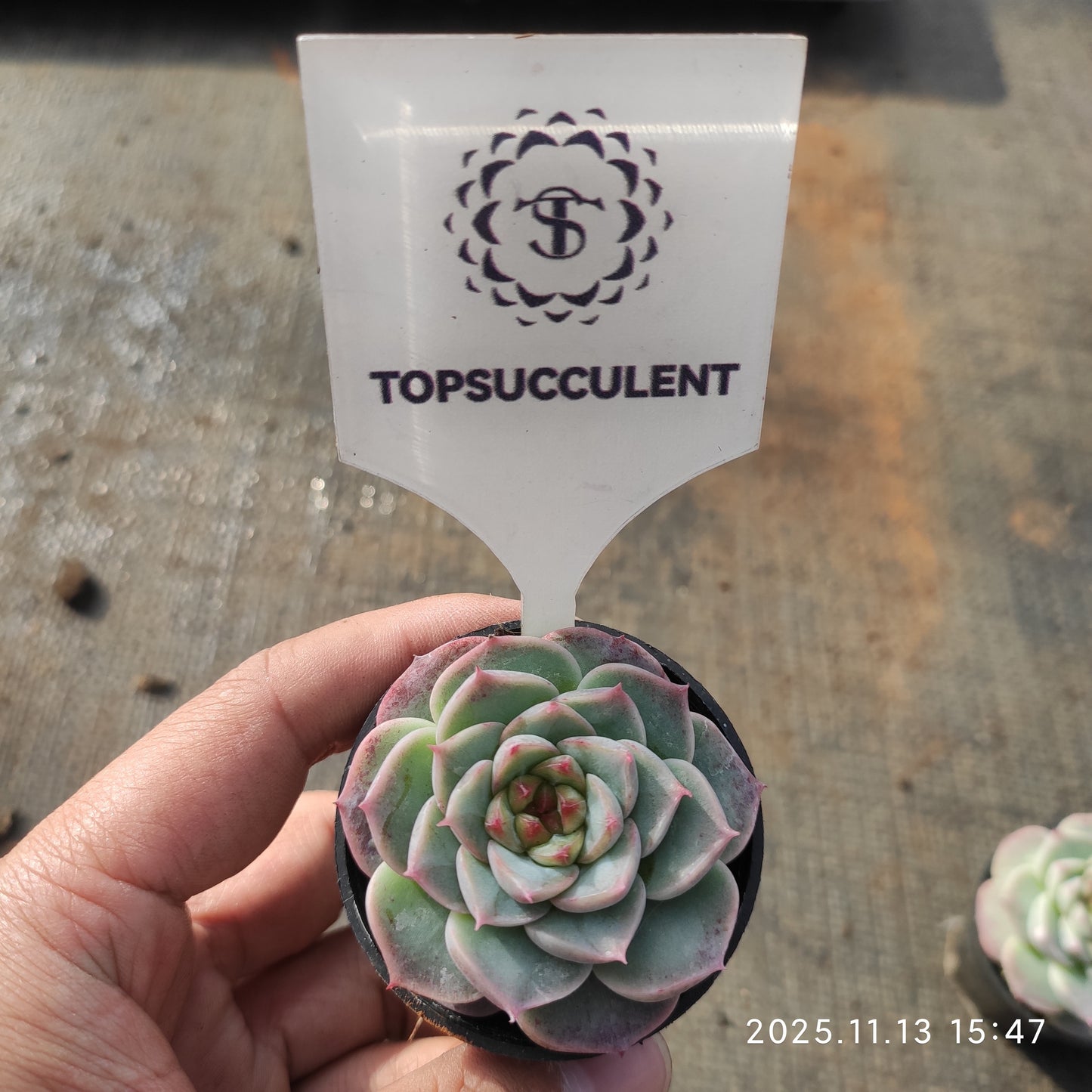 20920 レッドベルベット（5.5cm pot）