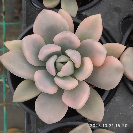 MMY711 オパリナ錦（9cm pot）