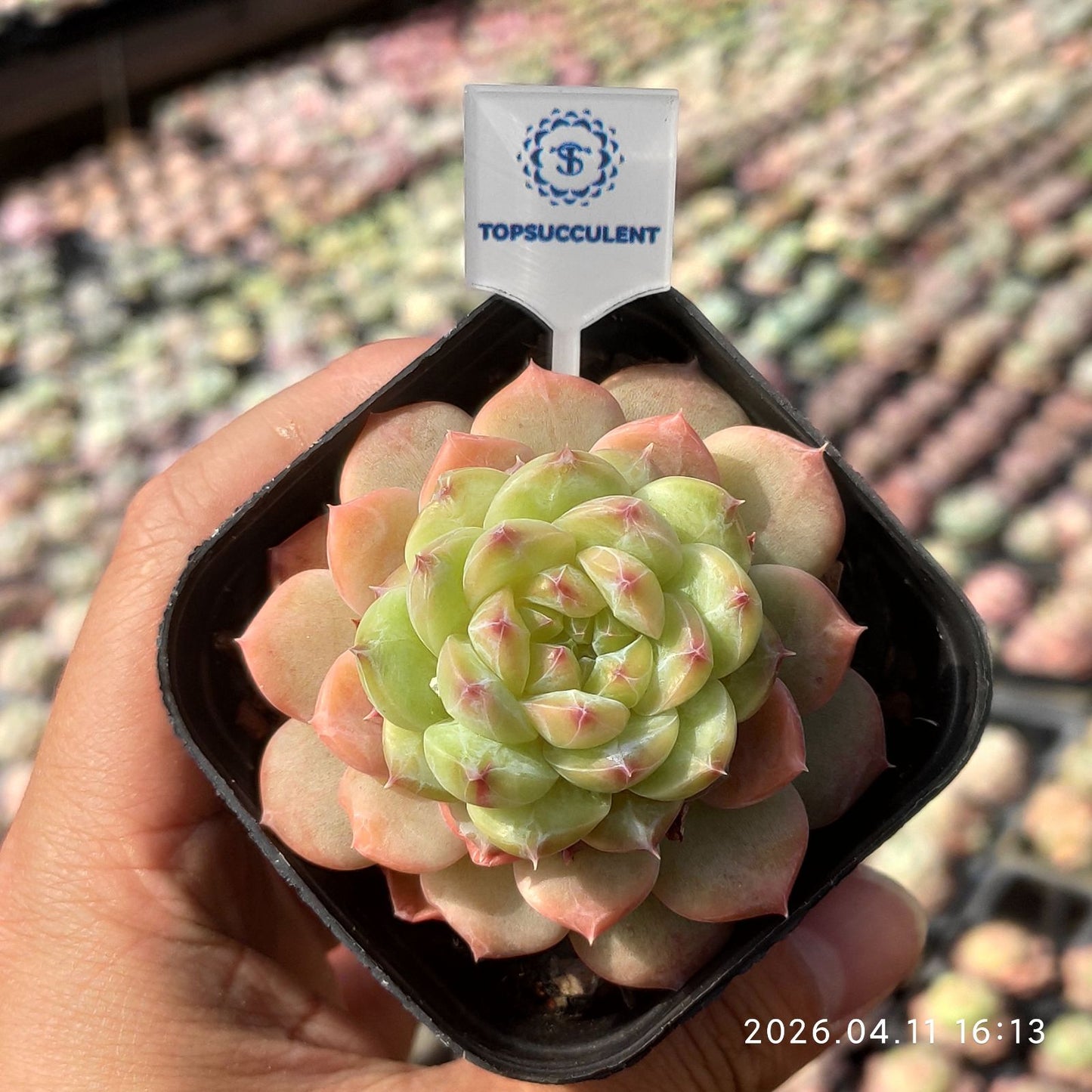 361515 ダスク グロウ