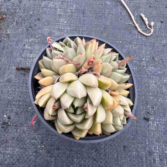 24321 ソギョン（石英）