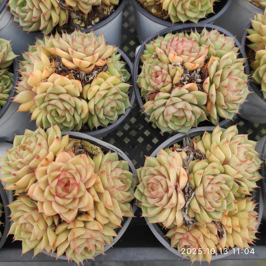 21631 ベンバディス（9cm pot）