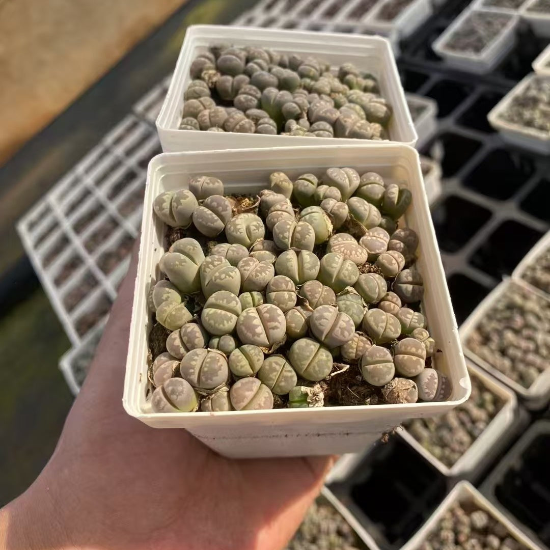 YNLH028-POT ジャリー　ファラーリー（7cm pot）