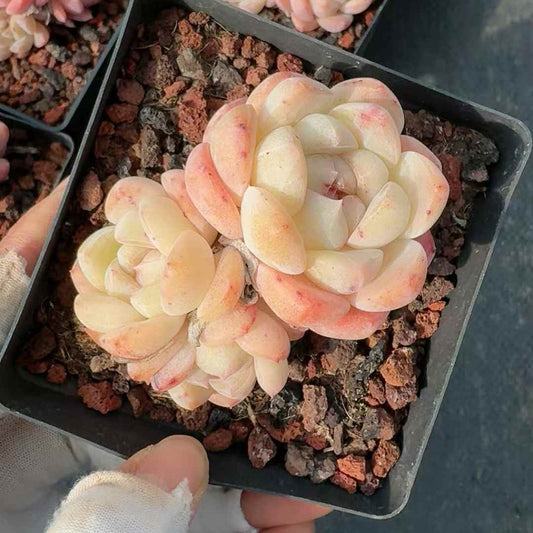 26145 シック　モンロー