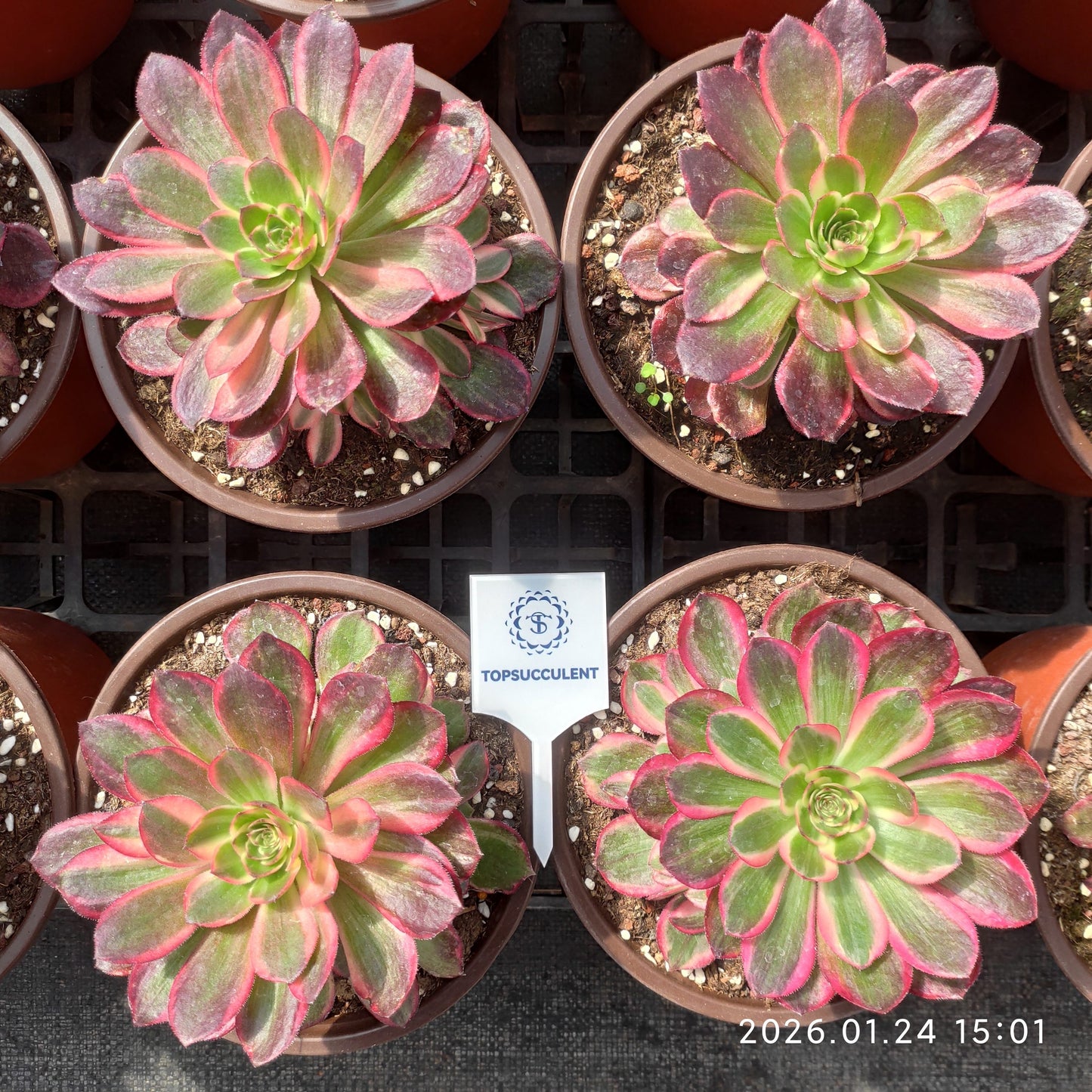 25498 ブラック　デビル