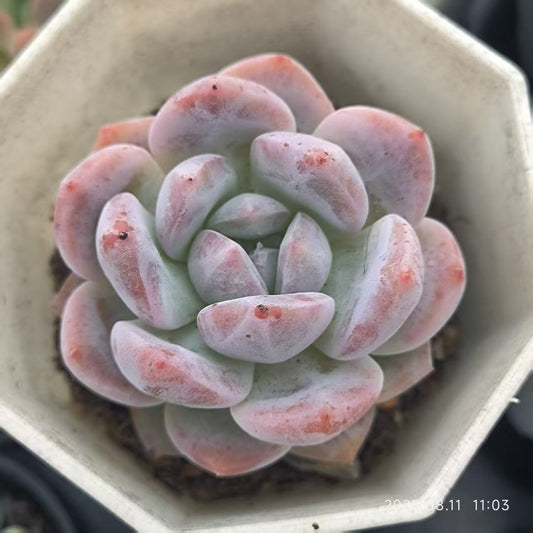 JC076 オレンジモンロー（6.5cm pot）