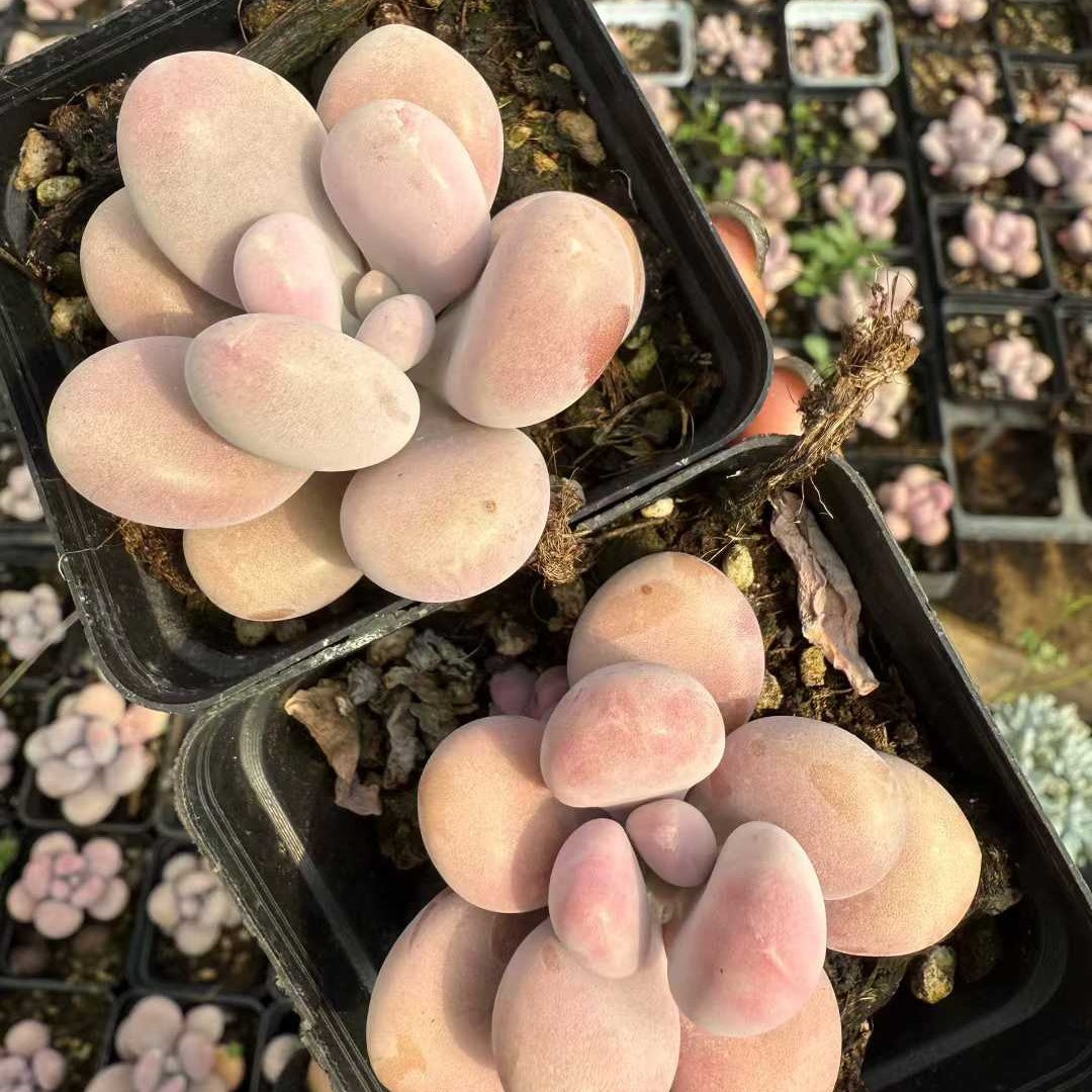 21152 アメジスチヌム