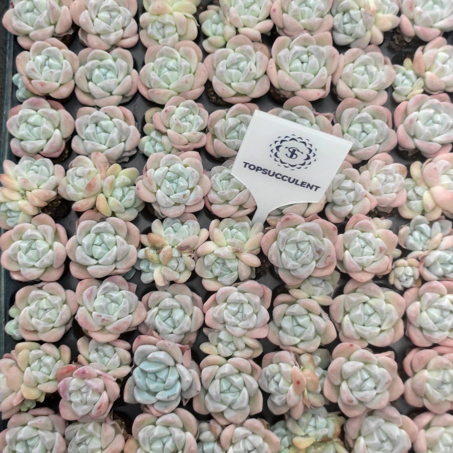 22138  アイスグリーン（3cm pot）（ポット苗）