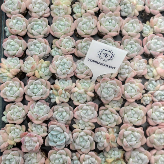 22138  アイスグリーン（3cm pot）（ポット苗）