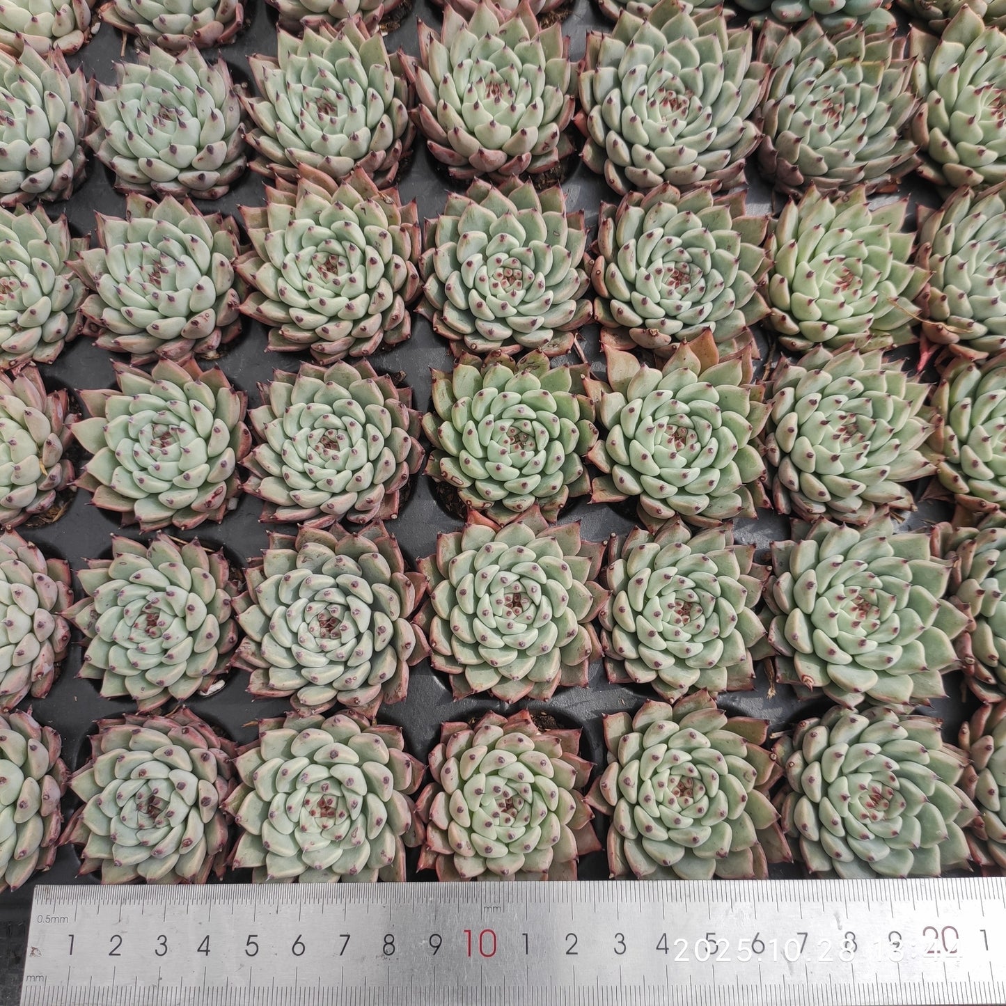 21717  オリジナルザラゴーサ（3cm pot）（ポット苗）