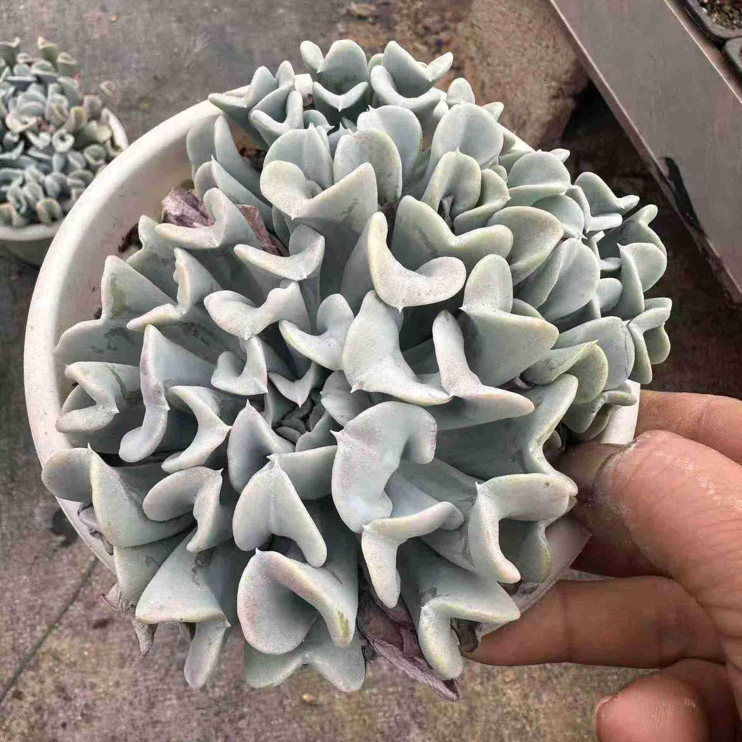 24333 ルンヨニー トップシータービー