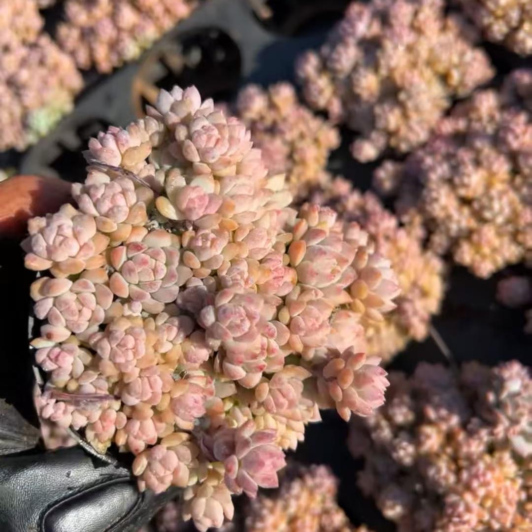 23193 ピンクプロリフィカ（ファンタジー）（9cm pot）