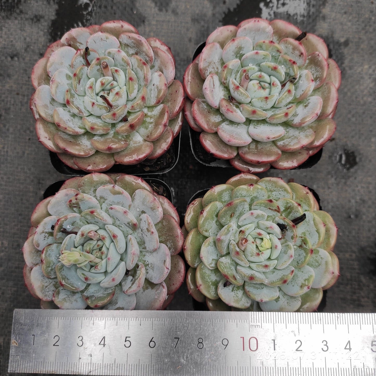 MMT835 マグパイ ブリッジ（7cm pot）