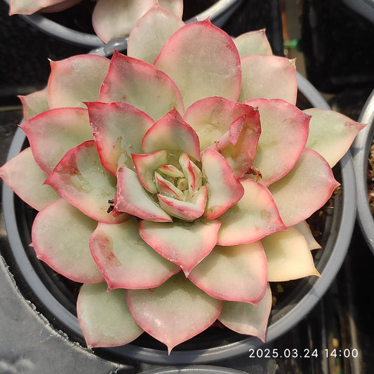 MMY1032 エスター錦 （9cm pot）